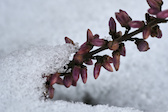 The plants in the snow