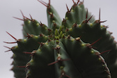 A close up of my cactus