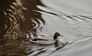Duck duck duck