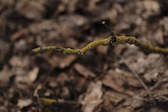 A mossy dead branch