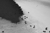 Ducks next the the half frozen river