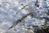 Dead branch embedded in snow