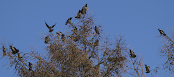 Birds on top of a tree