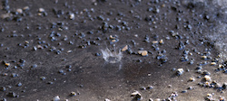 A water droplet hits a small pond
